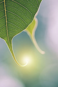 Close-up of green leaves