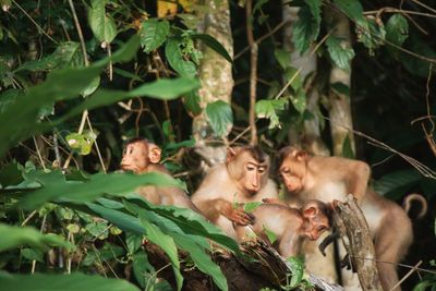 jungle