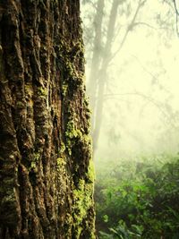 Close-up of tree trunk in forest