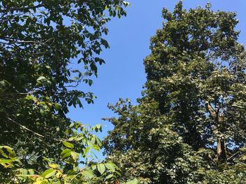Low angle view of trees against clear sky