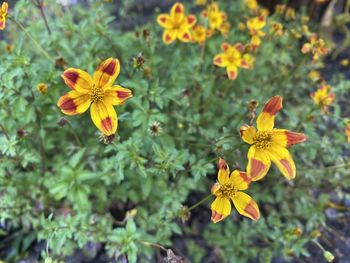 Close-up of yellow flowering plant