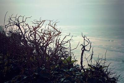 Close-up of plant against sky