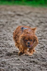 Portrait of dog running on field