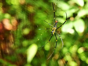 Close-up of spider on web