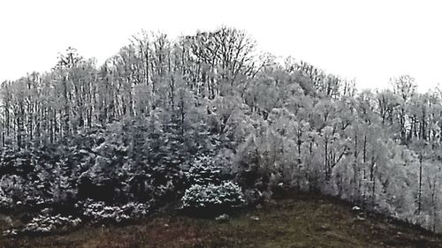 Panoramic view of agricultural field against clear sky