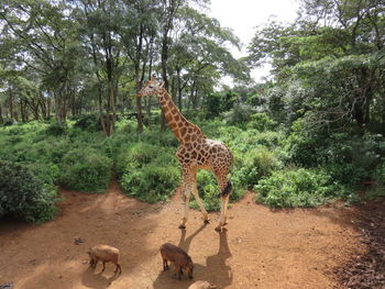 Giraffe and wild boars in forest against sky