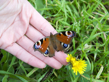 Close-up of butterfly on flower