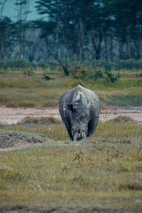 View of elephant on land