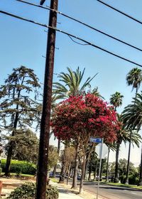 Low angle view of flowering trees by street against sky