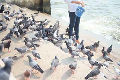 Flock of pigeons feeding