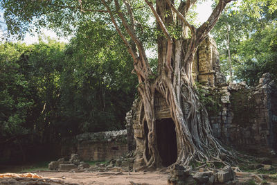 Old historical building in forest