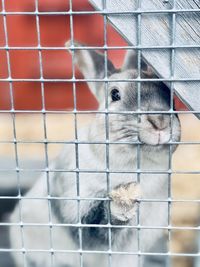 Close-up of animal in cage