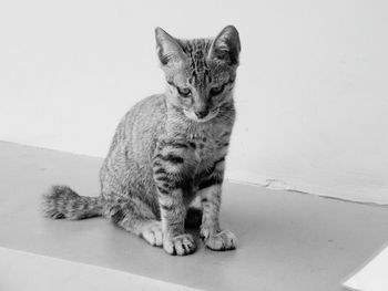 Portrait of cat sitting on wall