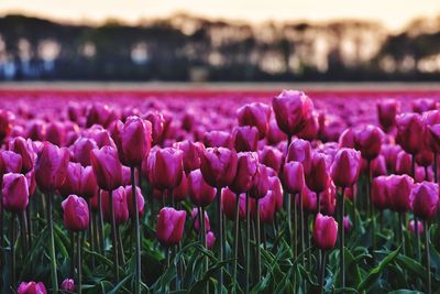 Close-up of pink crocus flowers on field