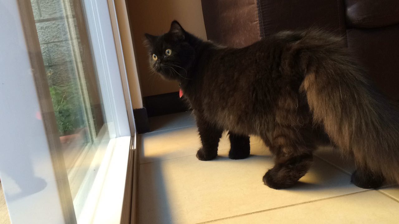 PORTRAIT OF CAT SITTING ON WINDOW