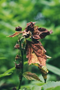 Close-up of dried leaves