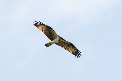 Low angle view of eagle flying against clear sky