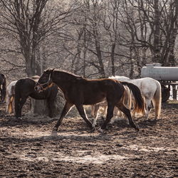 Horses standing in a field