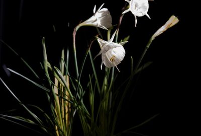 Close-up of white flowering plant against black background