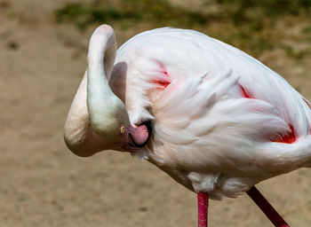 Close-up of a bird