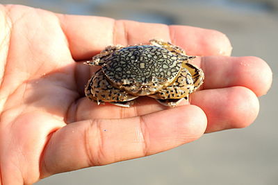 Close-up of person holding leaf