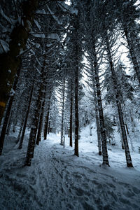 Snow covered trees in forest during winter