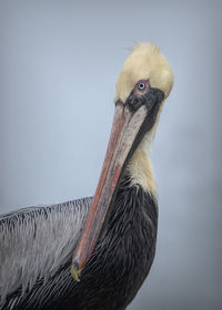 Close-up portrait of pelican against sky