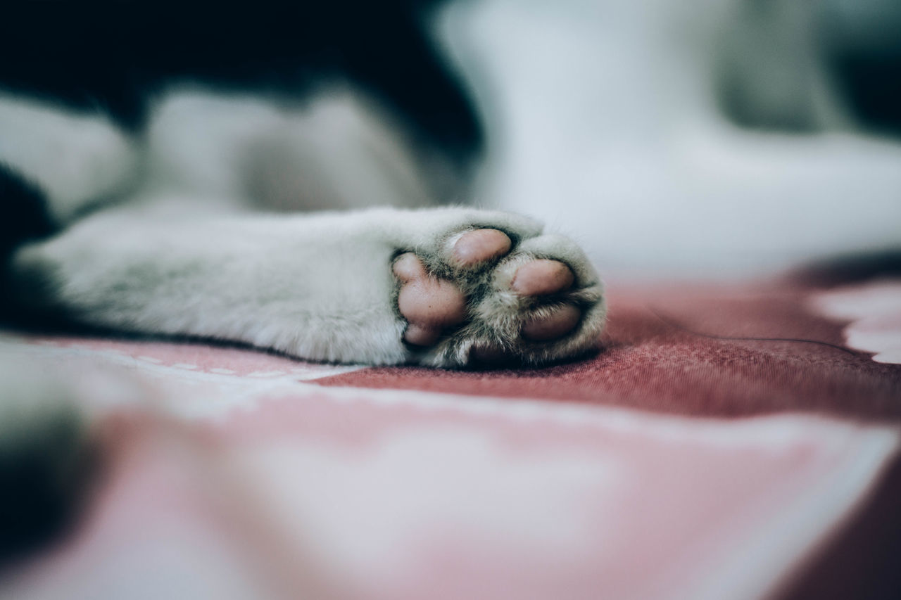 CLOSE-UP OF A CAT SLEEPING