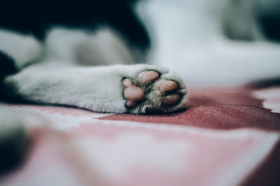 Close-up of a cat sleeping on bed