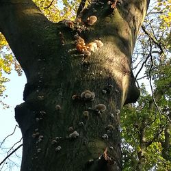 Low angle view of squirrel on tree in forest