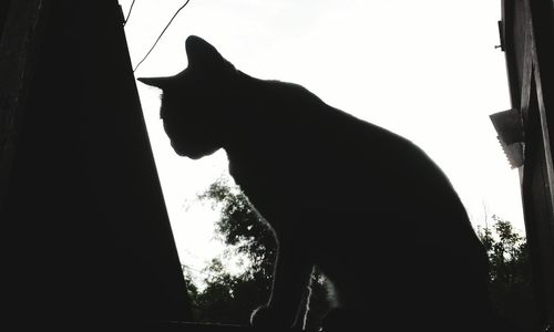 Low angle view of silhouette cat against clear sky