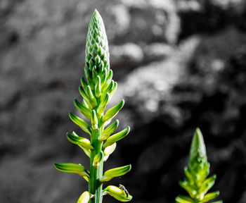 Close-up of plant growing outdoors