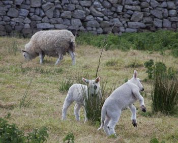 Sheep in a field