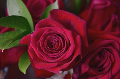 Close-up of red roses blooming outdoors