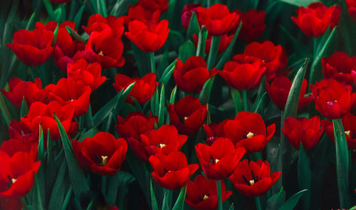 Close-up of red tulips in field