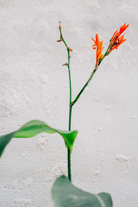 Close-up of rose plant against wall