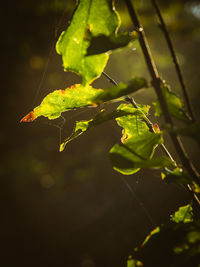 Close-up of insect on leaf