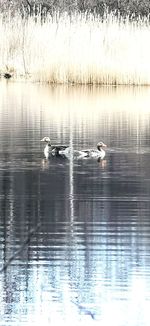 Swans swimming in lake