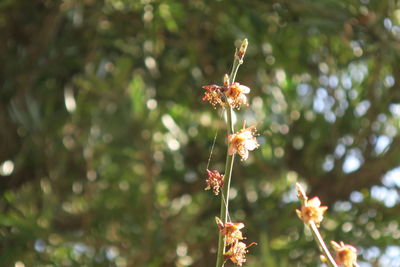 Close-up of honey bee on flower