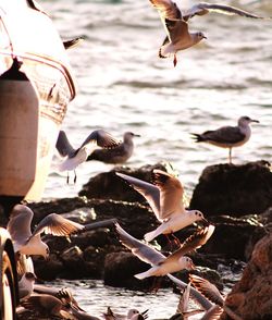 Birds flying over lake