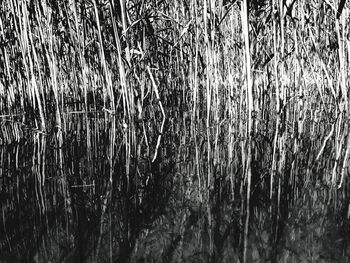 Full frame shot of bamboo trees in forest