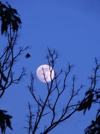 Low angle view of bare trees against blue sky