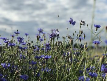 Close-up of purple flowering plants on field against sky