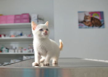 Portrait of a small red point kitten on the vet's examination table