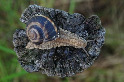 Close-up of snail on leaf