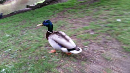 Bird swimming in water