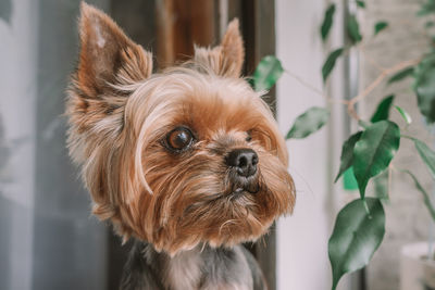 Close-up portrait of a dog at home