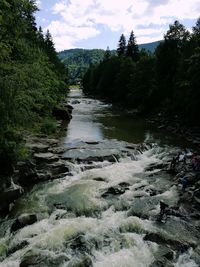 Scenic view of river flowing through forest