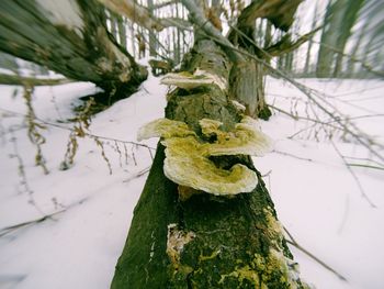 Close-up of tree trunk