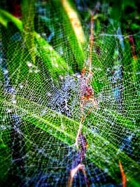 Close-up of spider web